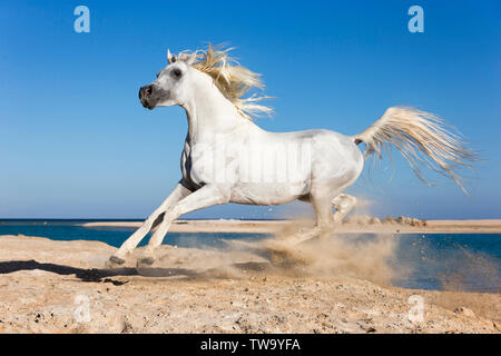 Arabian Horse. Stallone grigio al galoppo nel deserto. Egitto Foto Stock