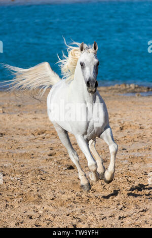 Arabian Horse. Stallone grigio al galoppo nel deserto. Egitto Foto Stock