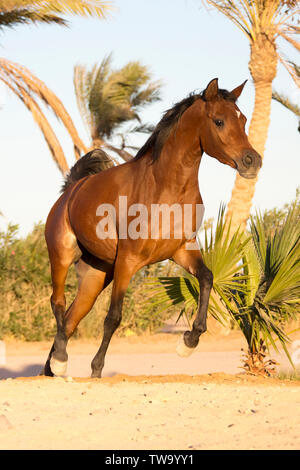 Arabian Horse. Baia Mare trotto sotto le palme nel deserto. Egitto Foto Stock