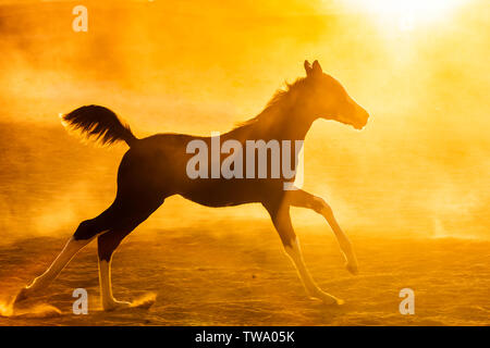 Barb cavallo. Puledra-puledro al galoppo nel deserto, stagliano contro il sole di setting. L'Egitto. Foto Stock