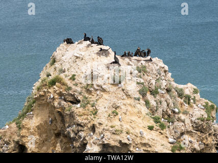 Il cormorano (Phalacrocorax carbo) nidi su una pila di mare in Marsden Bay, a nord-est dell' Inghilterra, Regno Unito Foto Stock