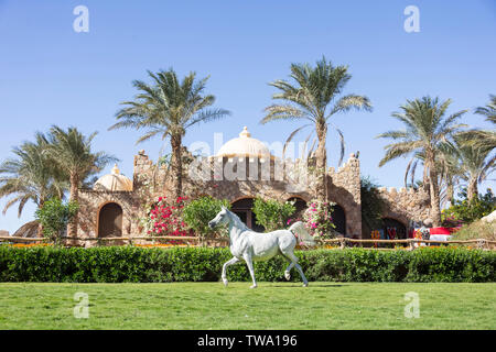 Cavallo Arabo. Grigio mare trotto su un prato di fronte ad un tipico edificio. Egitto Foto Stock