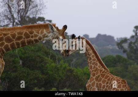 Mamma e Bambino giraffa toccando nasi nel selvaggio Foto Stock