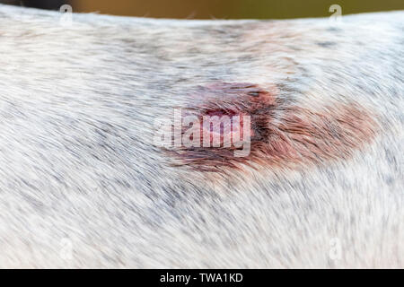 Cavalli domestici. Aprire ferita causata dalla sella sul dorso di un grigio mare. Egitto Foto Stock