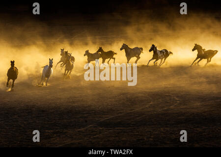 Arabian Horse. I capretti mares al galoppo nel deserto, luce della sera. Egitto Foto Stock