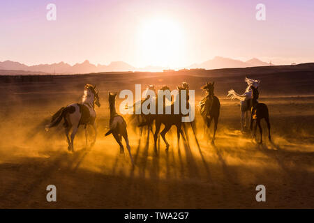 Arabian Horse. I capretti mares al galoppo nel deserto, luce della sera. Egitto Foto Stock