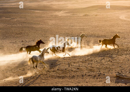 Arabian Horse. Cinque capretti mares al galoppo nel deserto, luce della sera. Egitto Foto Stock