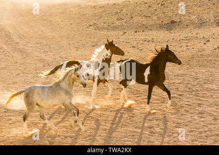 Arabian Horse. Tre capretti mares trotto nel deserto. Egitto Foto Stock