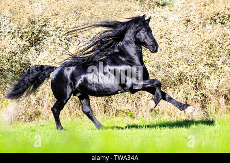 Frisone cavallo. Stallone nero al galoppo davanti di alberi in fiore. Germania Foto Stock