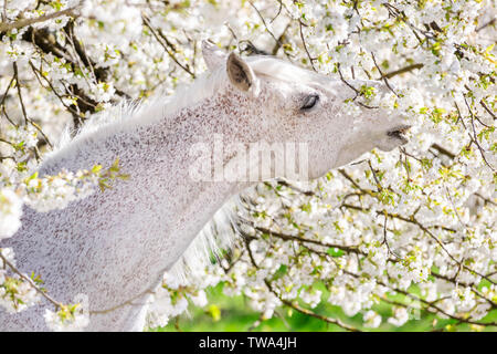 Puro Cavallo Spagnolo andaluso. Stallone grigio di roditura su un albero di fioritura. Germania Foto Stock