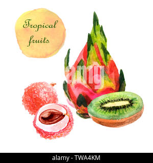 Acquerello composizione tropicale con pitahaya, litchi e kiwi su sfondo bianco Foto Stock