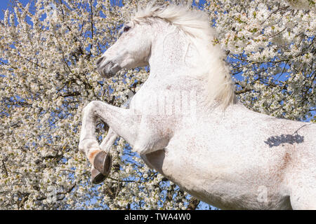 Puro Cavallo Spagnolo andaluso. Stallone grigio allevamento di fronte alberi in fiore. Germania Foto Stock