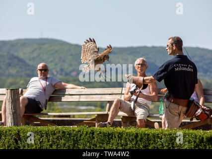Milandes, Francia - 4 Settembre 2018: turisti stanno a guardare lo spettacolo degli uccelli rapaci allo Chateau des Milandes, un castello in Dordogne, Aquitaine, F Foto Stock