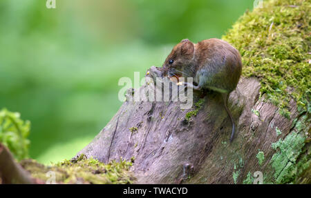 Bank vole si alimenta nei pressi di una cava della grande tronco in foresta Foto Stock