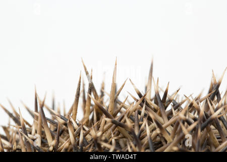 Un ritratto di close-up di spine su una unione Riccio, Erinaceus europaeus, fotografato su uno sfondo bianco. Il Dorset England Regno Unito GB Foto Stock