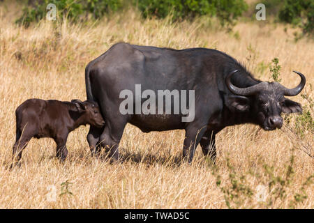 Cape buffalo con vitello, Syncerus caffer, Masaimara, Africa. Foto Stock