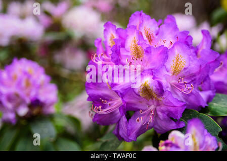 Viola crescente rhododendron fiori nel giardino. Close up, macro Foto Stock