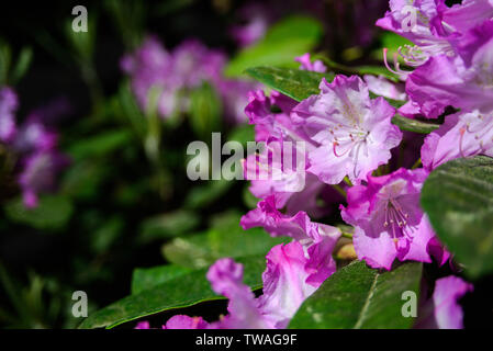 Viola rhododendron crescente macro di fiori nel giardino Foto Stock