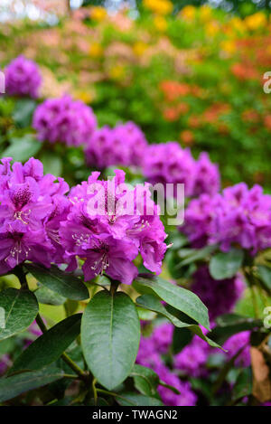 Viola rhododendron fiori nel giardino. Close up Foto Stock