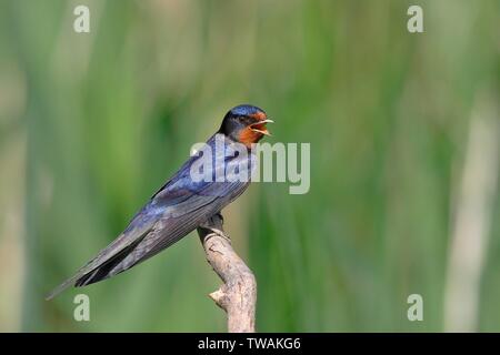 Barn swallow (Hirundo rustica) si siede sul ramo, cantando, Hansag, Tadten, nel Parco Nazionale del lago di Neusiedl, Burgenland, Austria Foto Stock