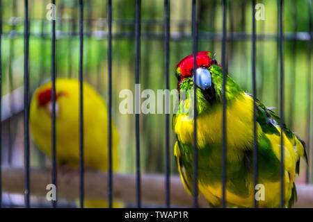 Rosso-incoronato parrocchetto o rosso fiammante parrocchetto, kakariki parrot dalla Nuova Zelanda in gabbia Foto Stock