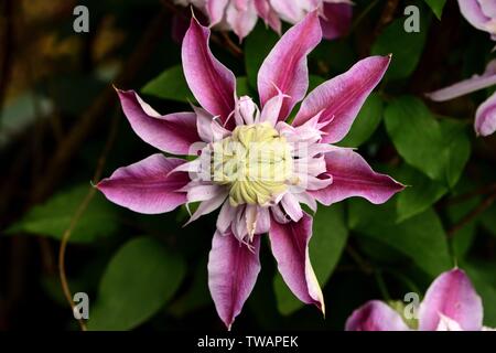 Un primo piano di Clematis Josephine. Foto Stock