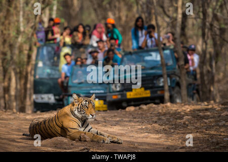 Impediva di procedere un maschio selvatico tigre del Bengala seduto su strada e in background veicoli safari avvistamento di questo magnifico animale per aprire a foresta di io centrale Foto Stock