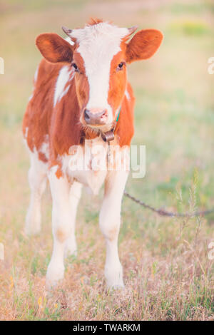 Marrone e bianco mucca in piedi in un campo estivo, la calda luce del sole Foto Stock