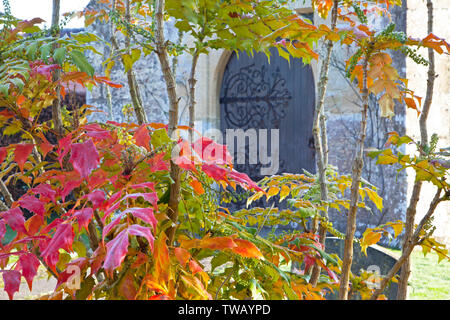 La porta di San Aldhelm la chiesa nel villaggio di Bishopstrow vicino Warminster nel Wiltshire, incorniciato dalle foglie di un arbusto Mahonia. Foto Stock