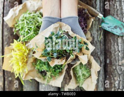 Diversi microgreen in mani sullo sfondo naturale in una giornata di sole Foto Stock