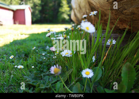 Bellissimo fiore bianco in Leggett, California Foto Stock