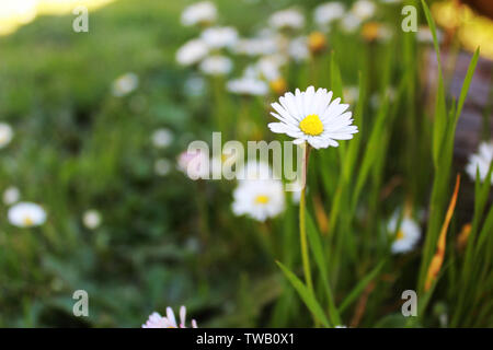 Bellissimo fiore bianco in Leggett, California Foto Stock