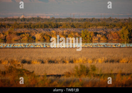 Un grande gruppo di Sandhill gru (Antigone canadensis) terreno in una palude a Salton Sea National Wildlife Refuge in California Foto Stock