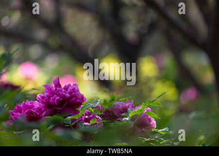 Peonia fiori in Sui e codolo Giardino Botanico in Luoyang, nella provincia di Henan Foto Stock