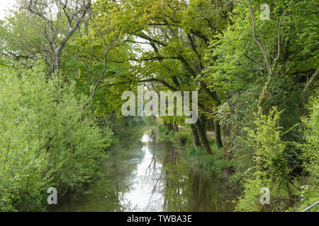 Wey e Arun Canal visto dalla serratura del Southland sul Wey e Arun Canal, West Sussex, Regno Unito. Maggio 2019 Foto Stock