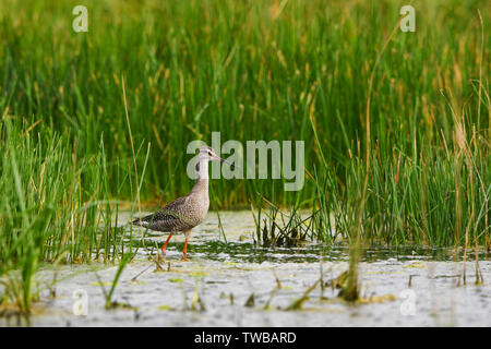 Spotted Redshank - Tringa erythropus, bella wader formare zone umide europee, Hortobagy National Park, Ungheria. Foto Stock