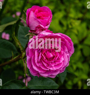 Una rosa profonda che mostra petali strettamente impaccati. Foto Stock