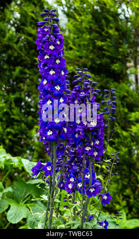 Blue delphiniums in piena fioritura. Foto Stock