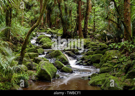 AH Reed Memorial Park, Whangarei, Isola del nord, Nuova Zelanda Foto Stock