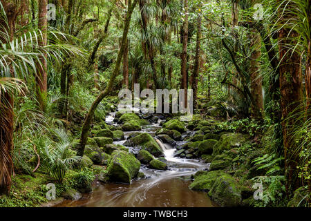 AH Reed Memorial Park, Whangarei, Isola del nord, Nuova Zelanda Foto Stock