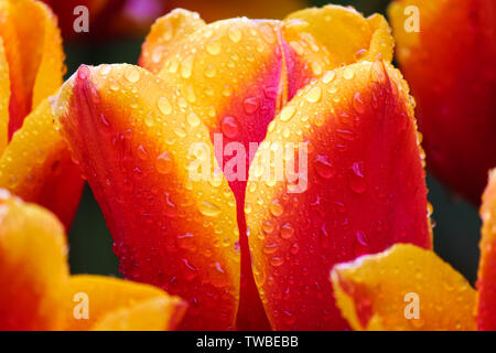 Bella foto macro di rosso tulipano giallo con gocce di rugiada di mattina su multi-petali colorati. Macro di fiori. Holland tulip. Paesi Bassi simbolo, concetto. Giardini di fiori, letto di fiori. Foto Stock