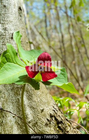 Rosso - Trillium Trillium erectum - sul lato del percorso di Lowes nel New Hampshire White Mountains durante i mesi primaverili. Foto Stock