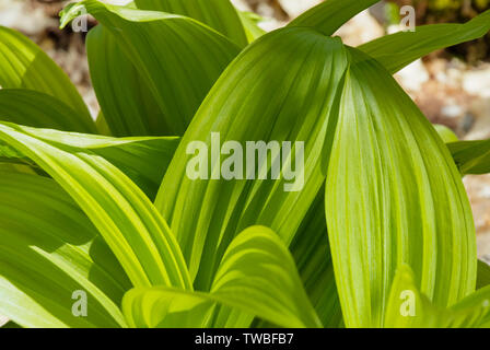 Indian Poke - Veratrum veride - sul lato del percorso di Lowes nel New Hampshire White Mountains durante i mesi primaverili. Foto Stock