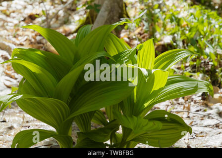 Indian Poke - Veratrum veride - sul lato del percorso di Lowes nel New Hampshire White Mountains durante i mesi primaverili. Foto Stock