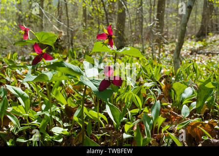 Rosso - Trillium Trillium erectum - sul lato del percorso di Lowes nel New Hampshire White Mountains durante i mesi primaverili. Foto Stock