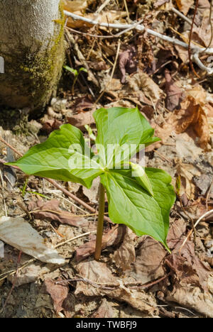 Rosso - Trillium Trillium erectum - sul lato del percorso di Lowes nel New Hampshire White Mountains durante i mesi primaverili. Foto Stock