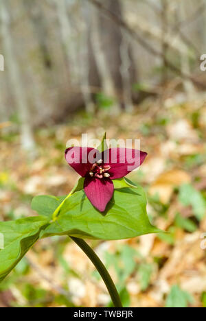 Rosso - Trillium Trillium erectum - sul lato del percorso di Lowes nel New Hampshire White Mountains durante i mesi primaverili. Foto Stock