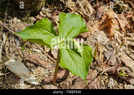 Rosso - Trillium Trillium erectum - sul lato del percorso di Lowes nel New Hampshire White Mountains durante i mesi primaverili. Foto Stock