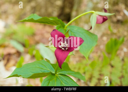 Rosso - Trillium Trillium erectum - sul lato del percorso di Lowes nel New Hampshire White Mountains durante i mesi primaverili. Foto Stock