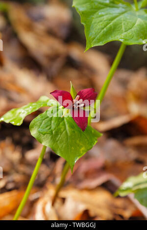 Rosso - Trillium Trillium erectum - nel New Hampshire durante i mesi primaverili. Questo impianto è parte della famiglia Giglio e ha tre marrone rossiccio o rossastra bro Foto Stock